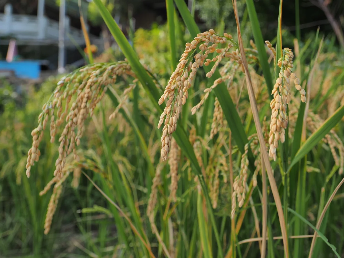 圖片來源:澄傳媒