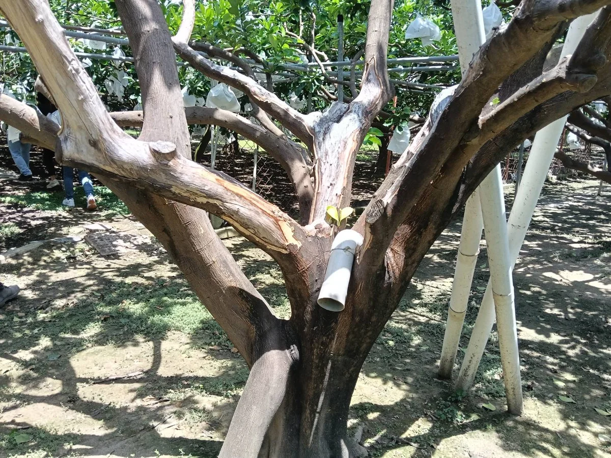 圖片來源:在地新聞