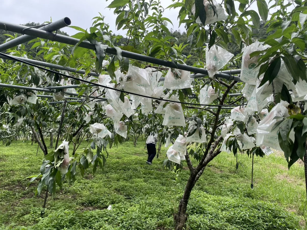 圖片來源：在地新聞