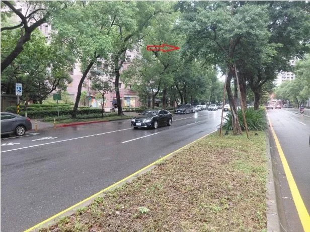 六張犁路樹不是被砍　已移植松德路安全島且生長良好