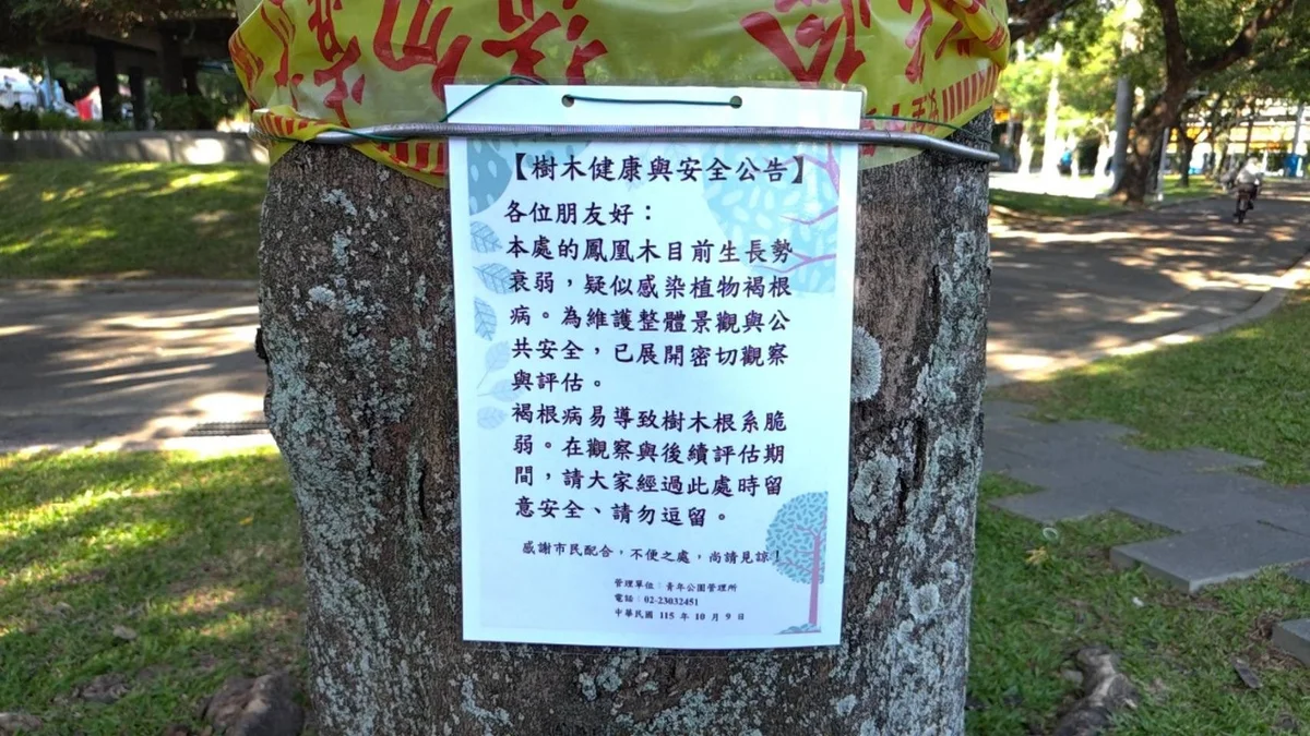 青年公園鳳凰木疑染褐根病 公園處密集觀察評估安全