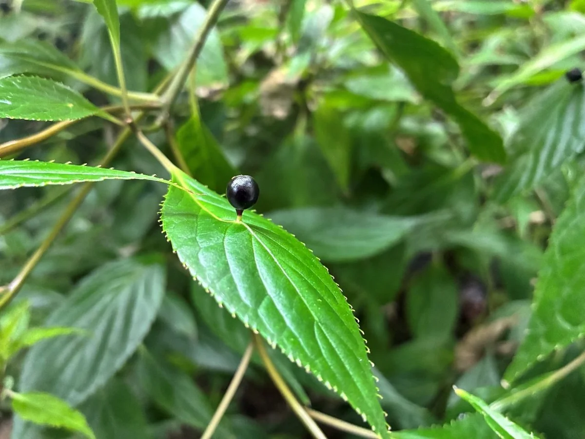 圖片來源:澄傳媒