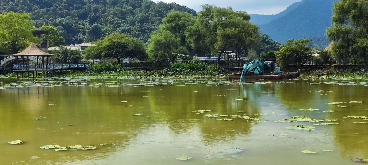 埔里鯉魚潭7月起清荷葉 縣府分階段整治水域環境
