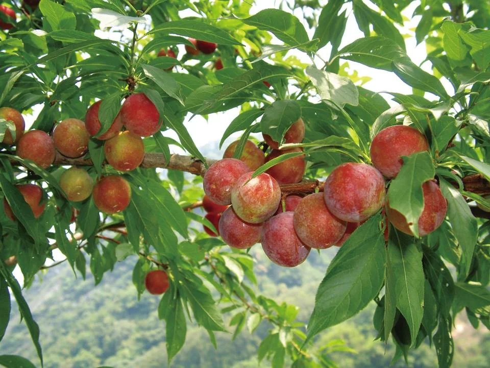 苗130線桃李轉紅了 苗栗山城5月到6月迎採果季