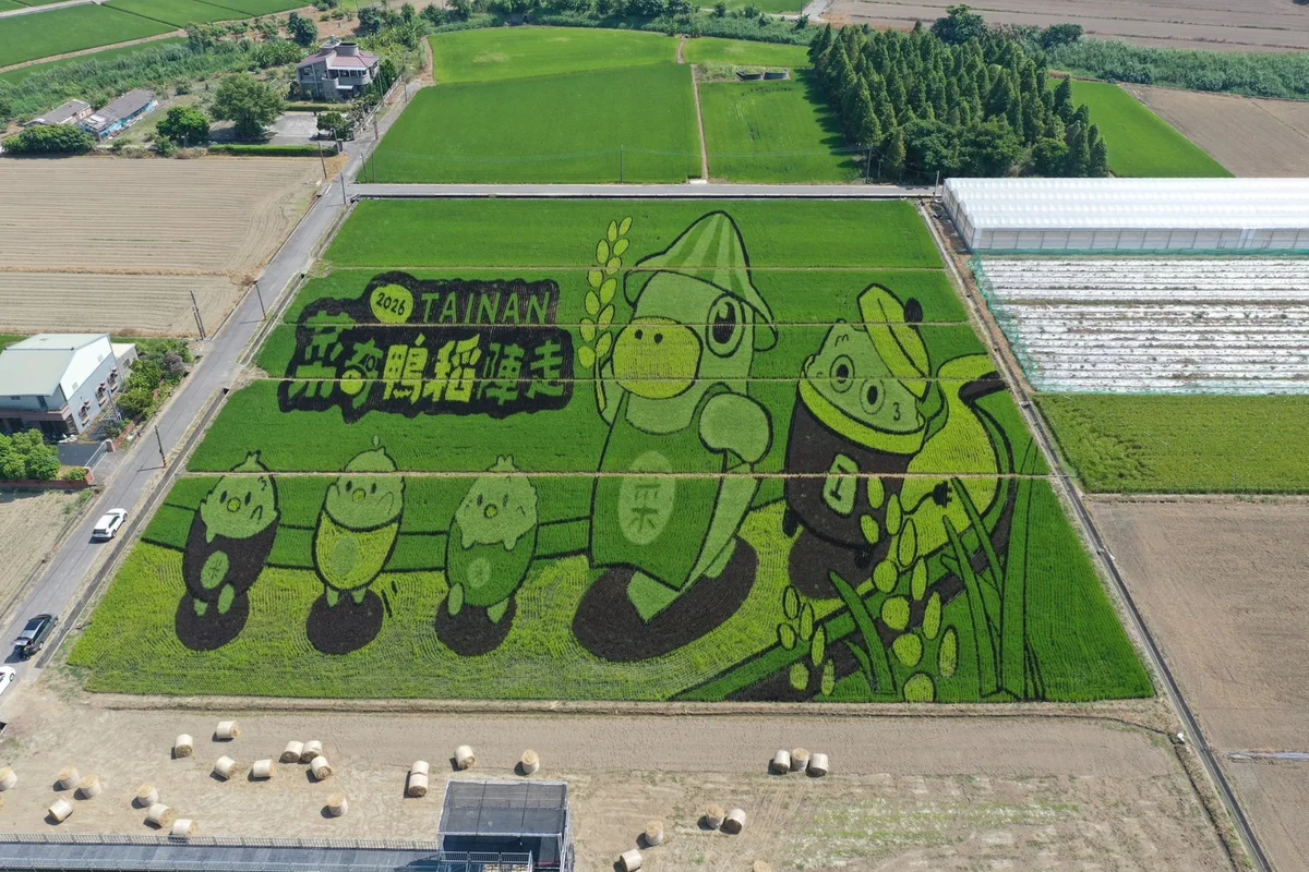 菜奇鴨走進後壁彩繪稻田 臺南好米季展至十月二十五日