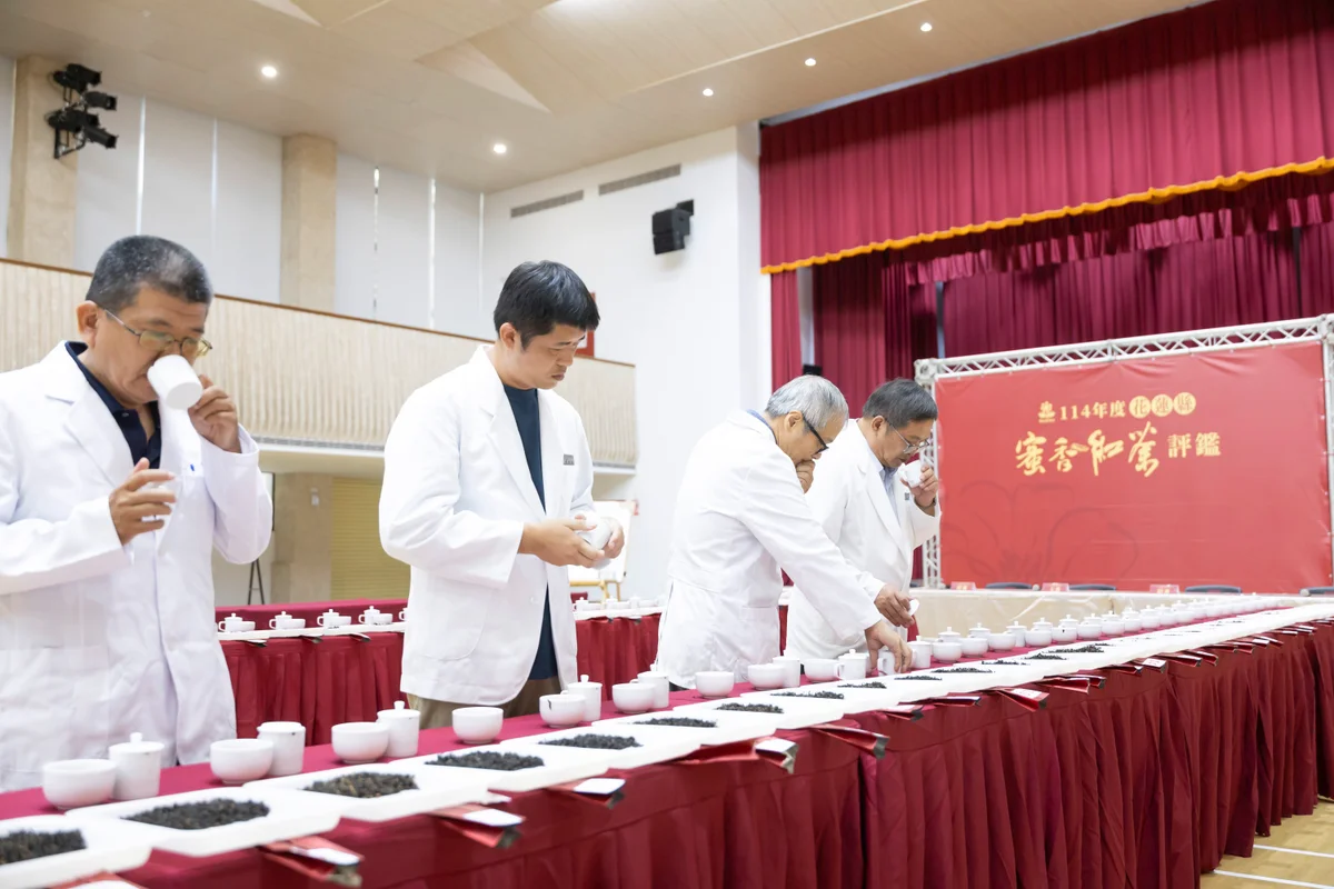 一年一度蜜香紅茶評鑑登場 花蓮茶農將以製茶功夫見真章