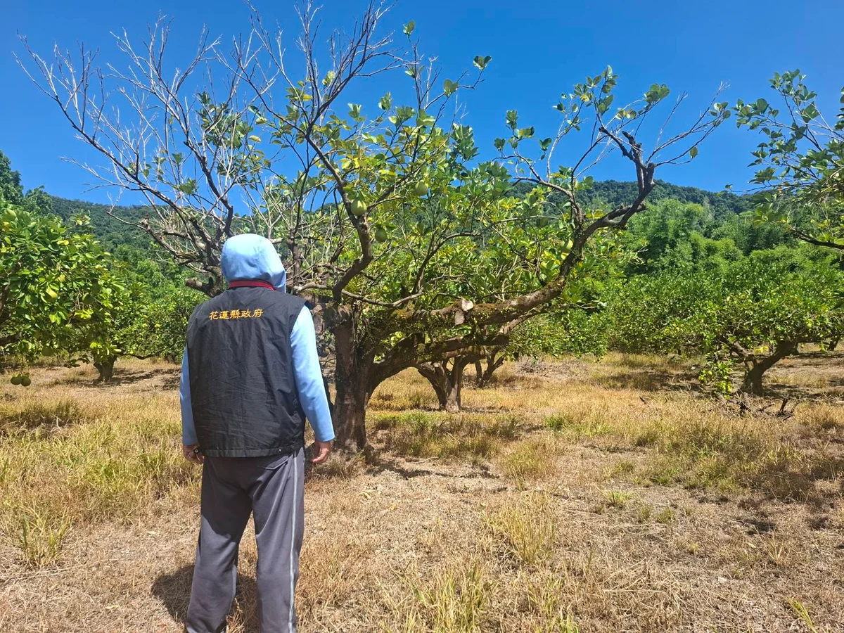 光復文旦柚著果不佳 花蓮縣府勘災後將報農業部爭取救助