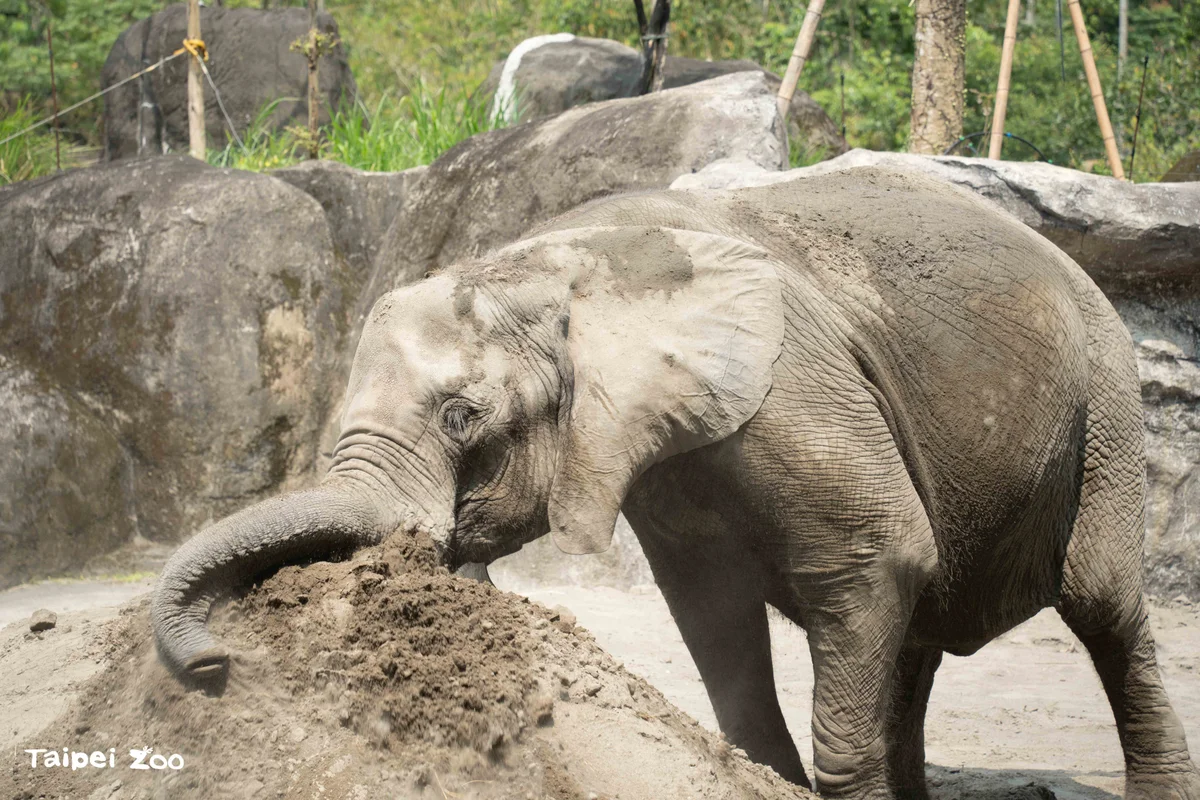 世界大象日談守護棲地 動物園邀夜訪象群看見遷徙