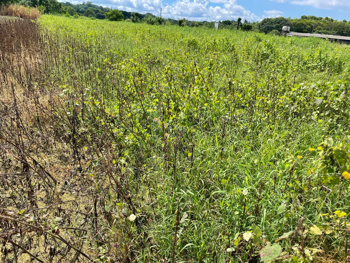 豪雨壓倒臺南胡麻田 7區農友可申請每公頃3萬元救助