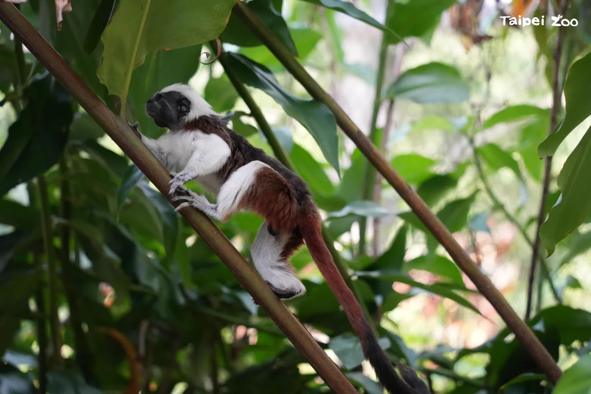 棉頭絹猴把欄杆當捷徑 台北動物園提醒遊客先讓牠通過