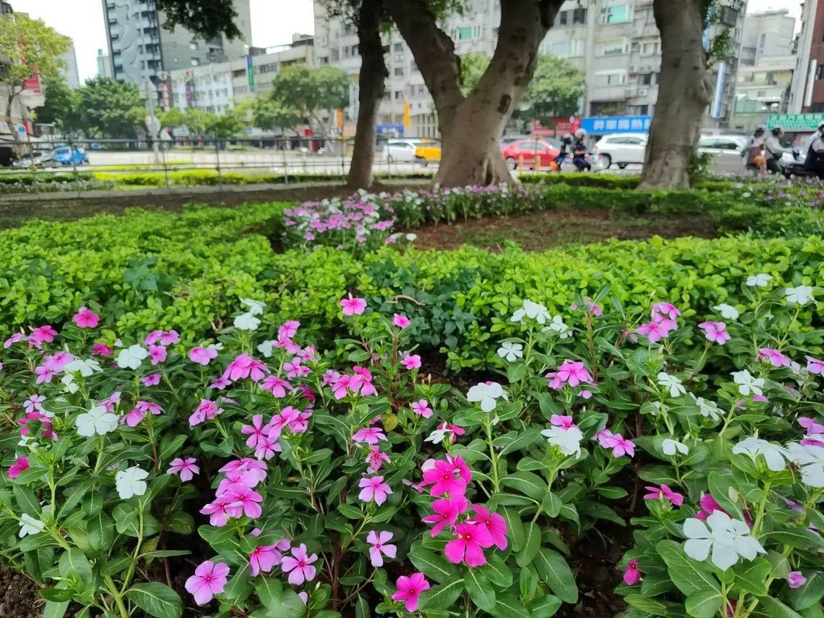 圖片來源：澄傳媒
