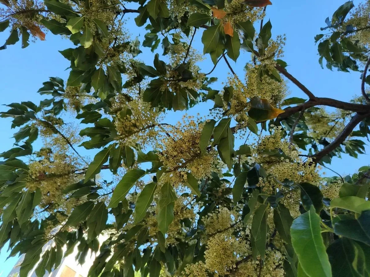 圖片來源：澄傳媒