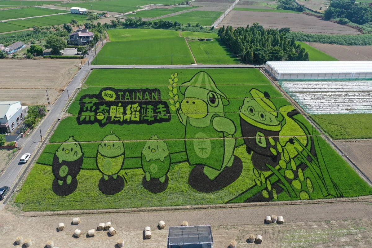 五色稻種出菜奇鴨 臺南好米季十月九日菁寮登場