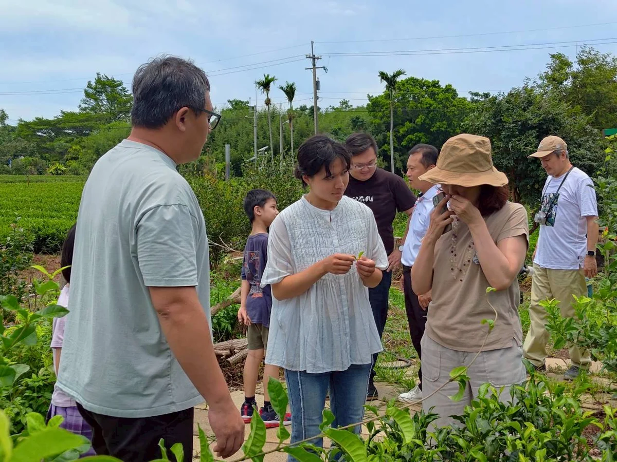 國際評審走進八甲茶園 苗栗茶從獎牌走向市場