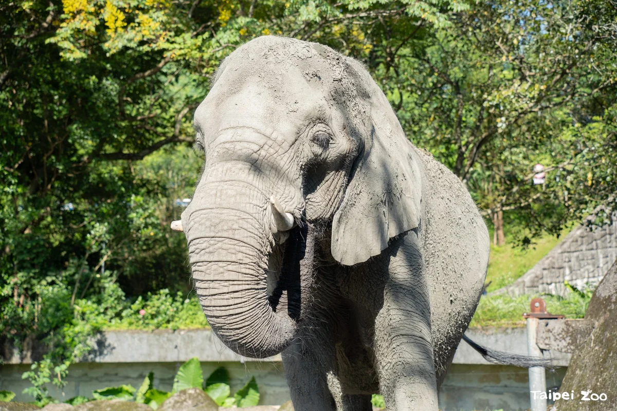 千惠踩碎巨大蔬果冰磚 台北動物園秋日點心也是取食挑戰