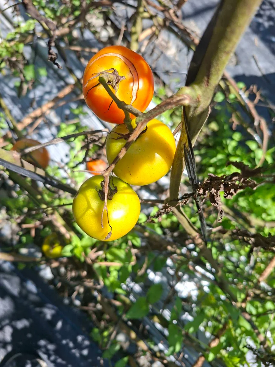 圖片來源：澄傳媒