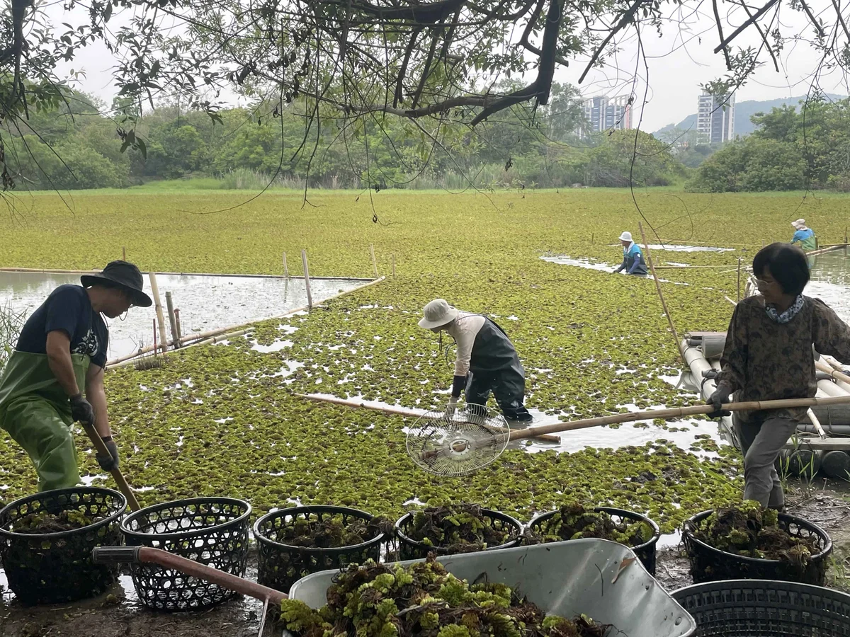圖片來源：在地新聞