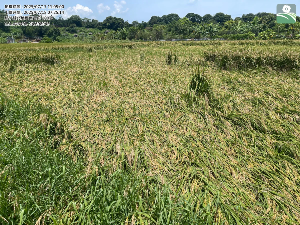 巴威颱風逼近　竹縣提醒農漁民先顧排水與災損存證