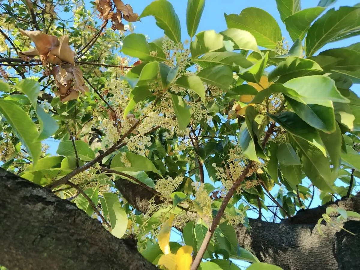 圖片來源：澄傳媒