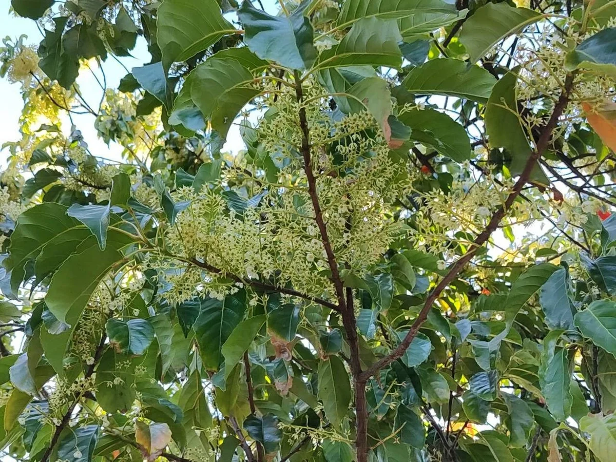 圖片來源：澄傳媒