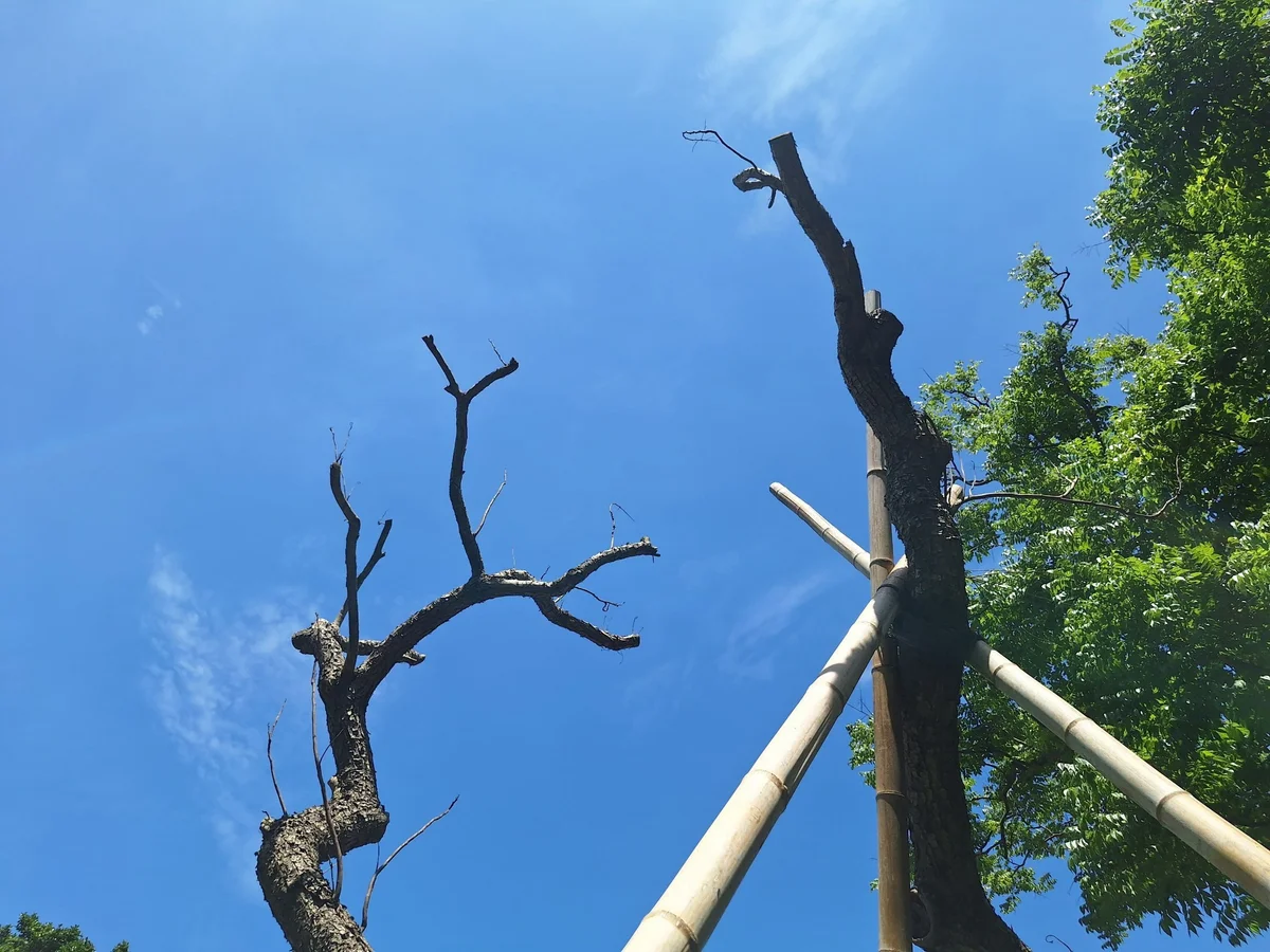 敦化南路二段兩株欒樹枯死移除　公園處說明修剪原因