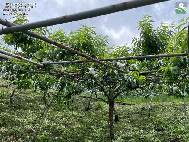 四月那一場豪雨傷了水蜜桃 尖石受災農戶七月十日前快去公所辦救助
