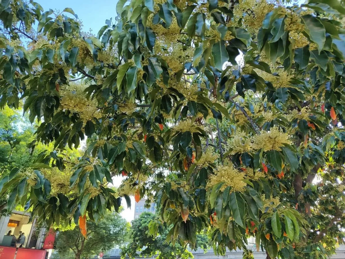 圖片來源：澄傳媒