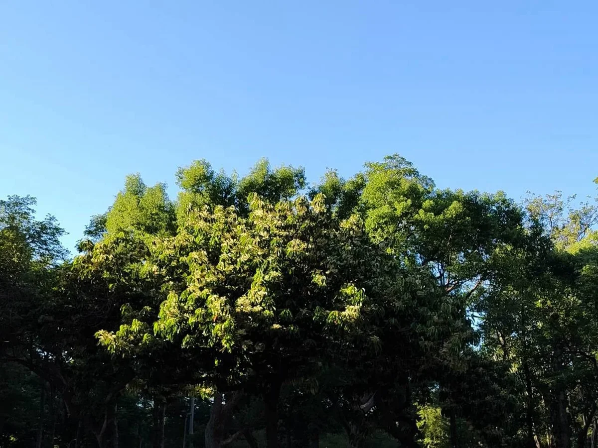 圖片來源：澄傳媒