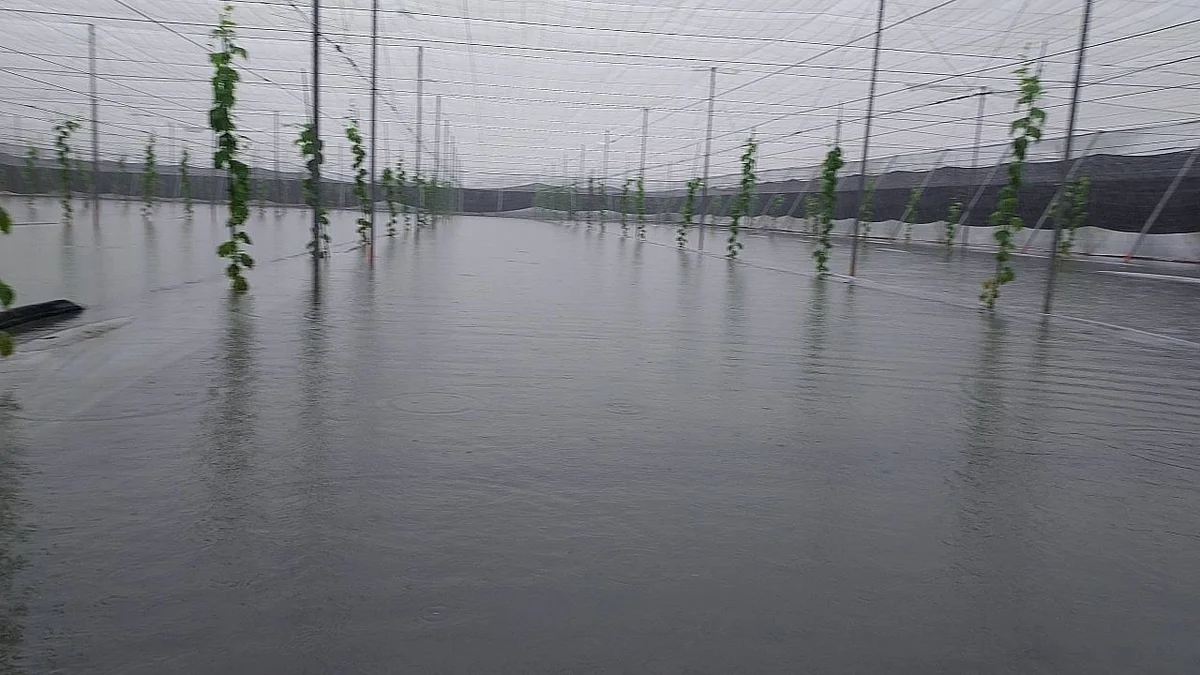 豪雨後等復耕　屏東八鄉市救助款已撥公所待轉農民