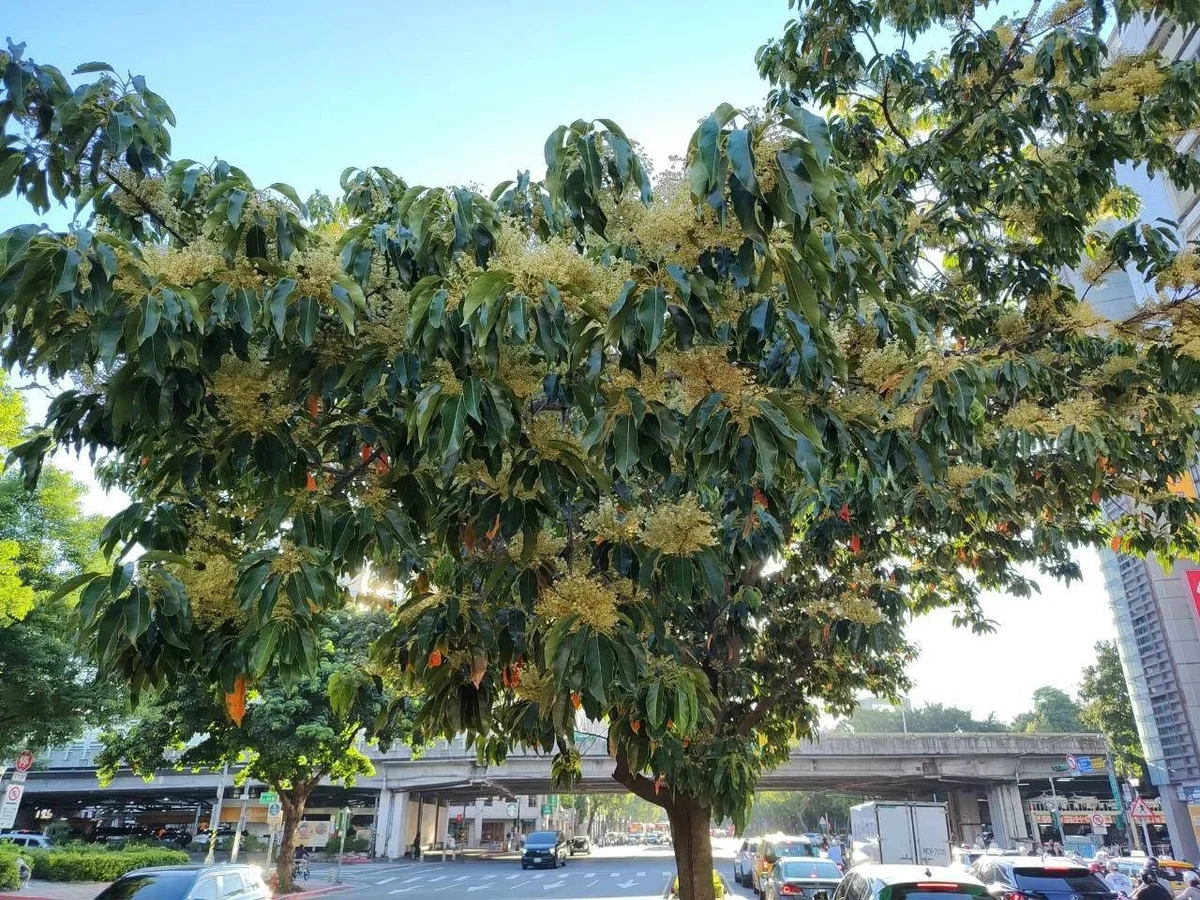 圖片來源：澄傳媒