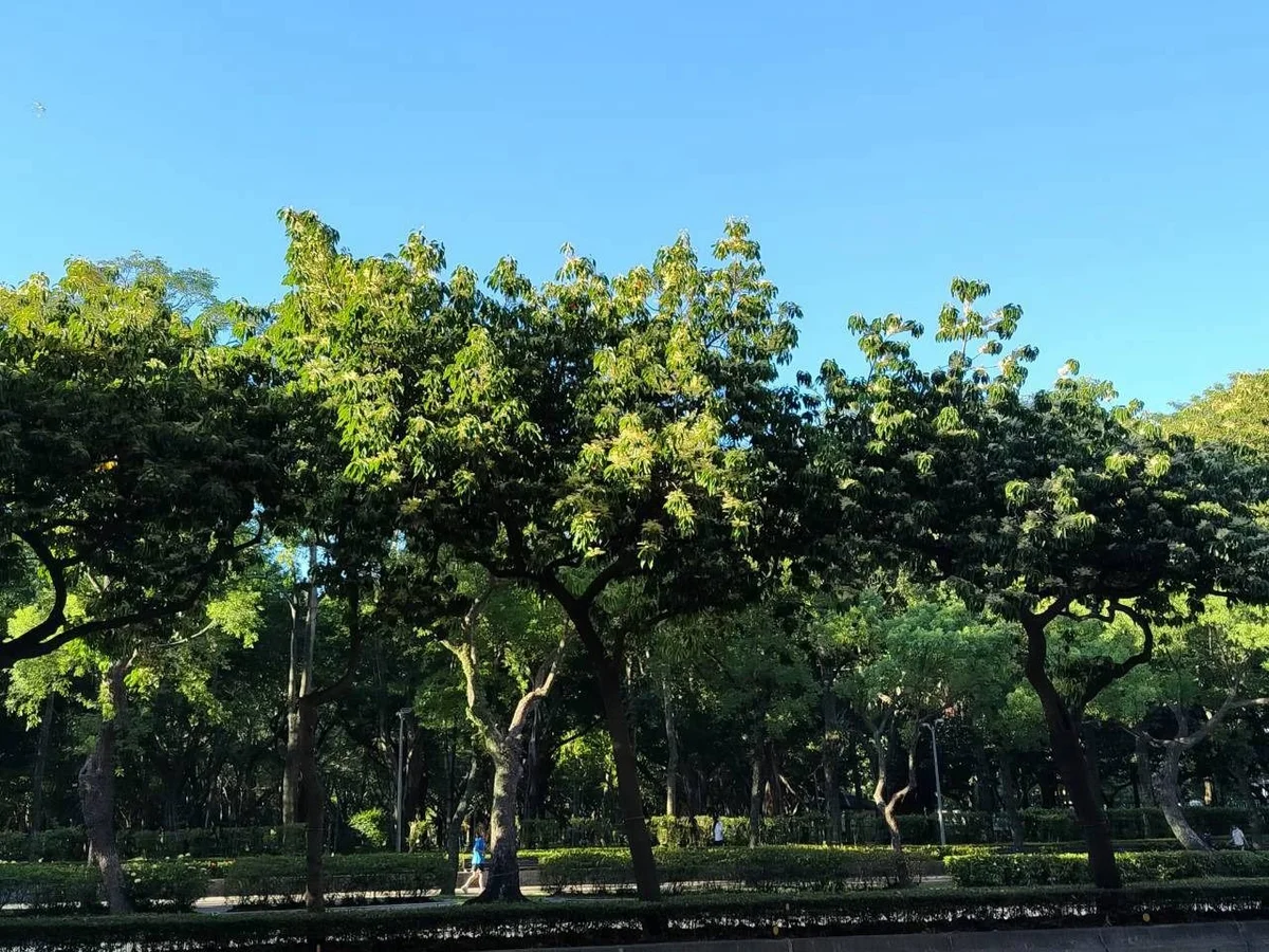 圖片來源：澄傳媒