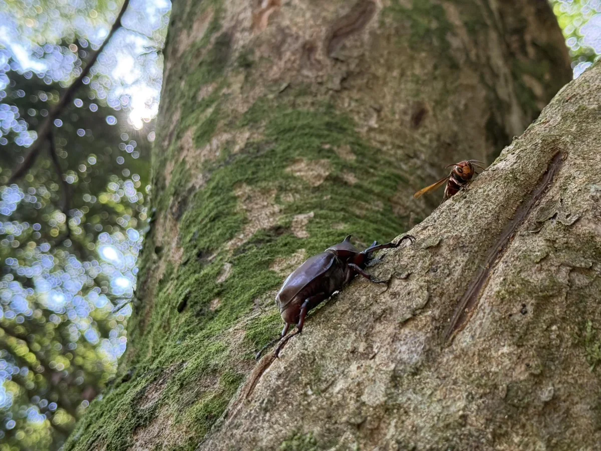 從前山公園走到小隱潭瀑布 陽明山一段不費力的初秋散步