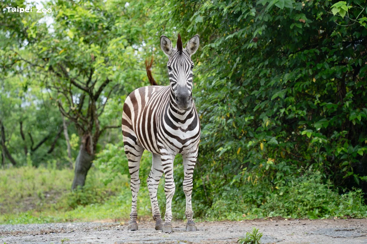 夜裡的斑馬還在找草　動物園8月22日迎倒數第二場夜開