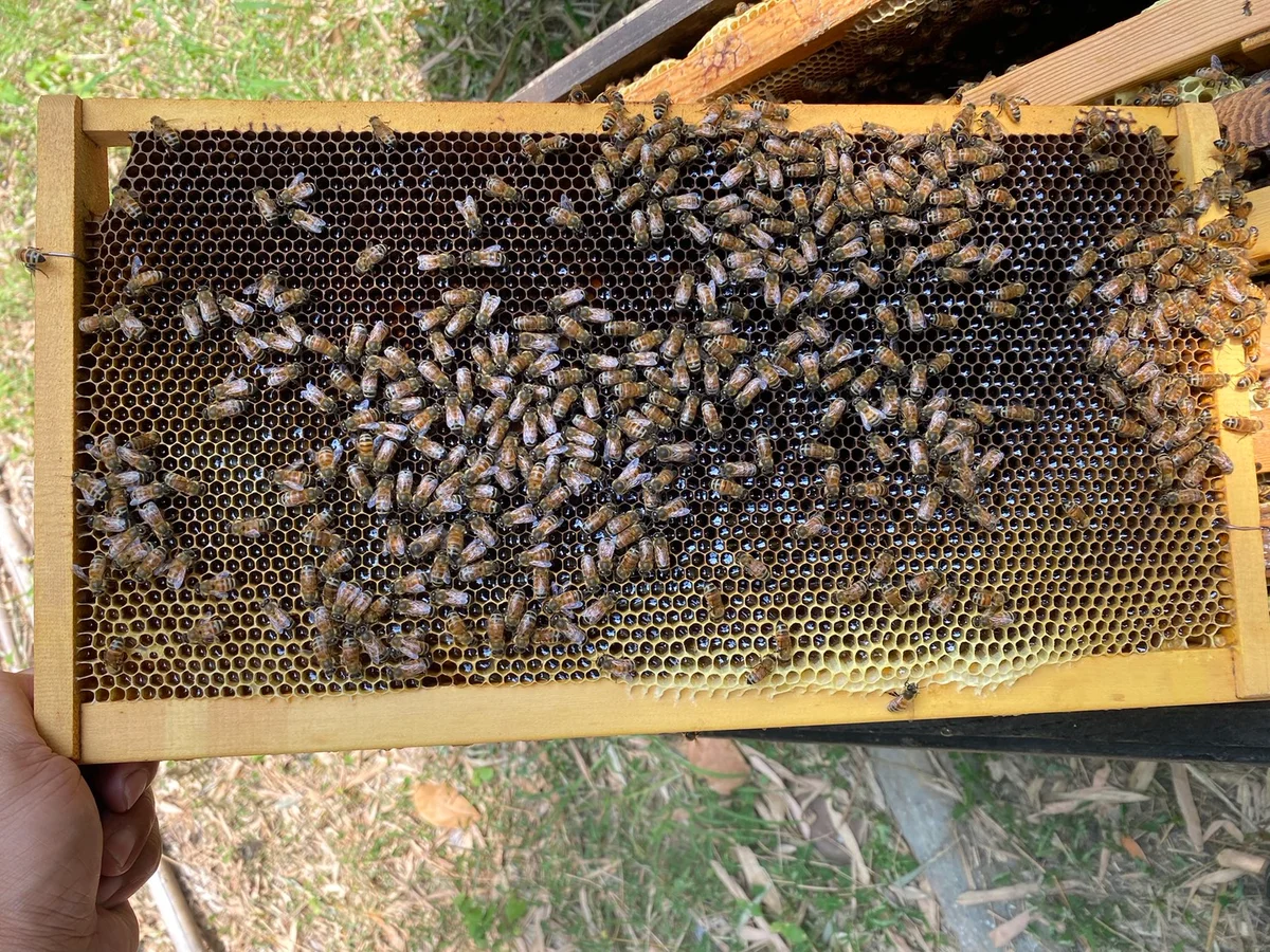 蜜源少了蜂群受損 台中養蜂農8月13日前可申請救助