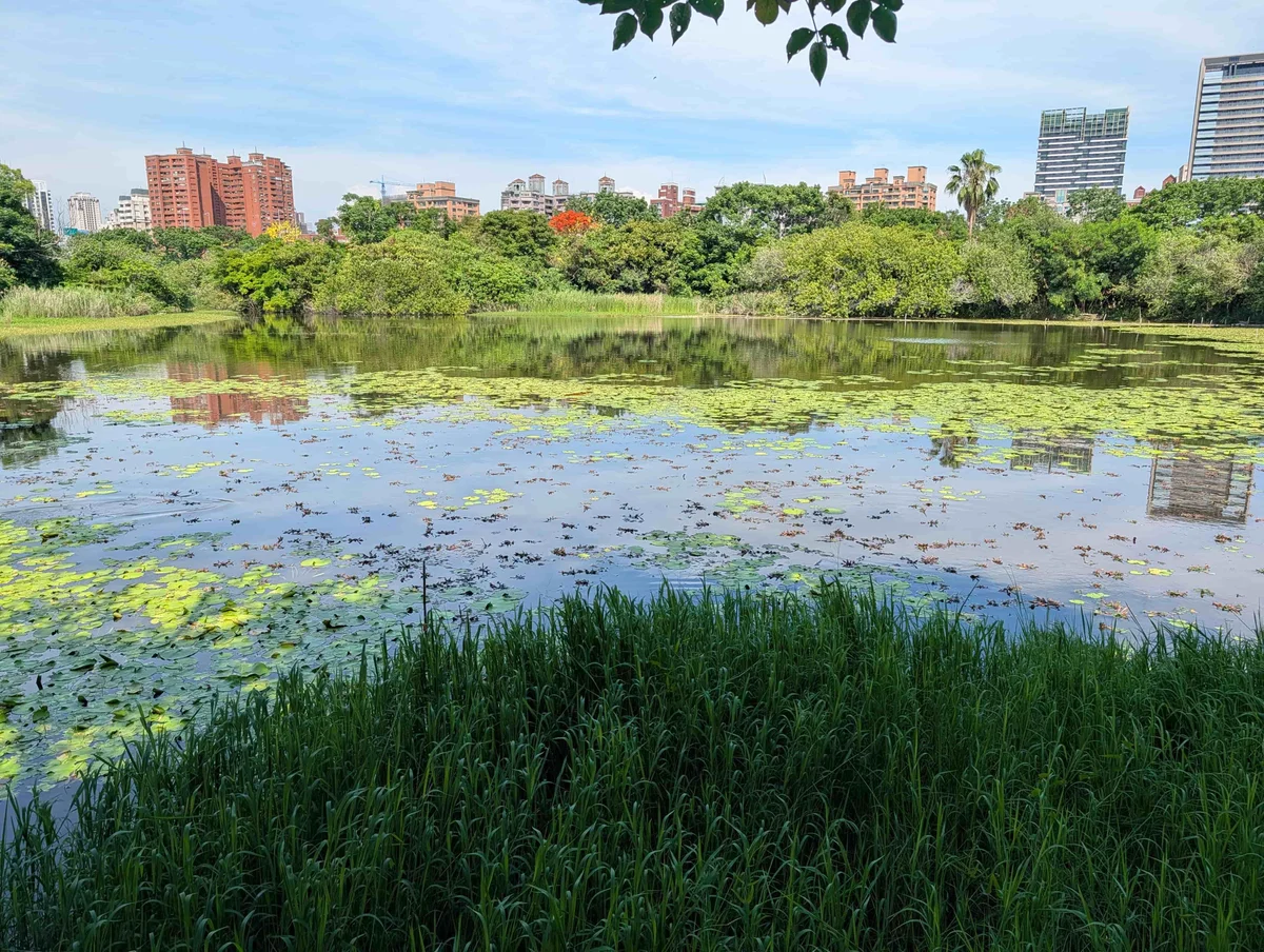 左營洲仔濕地整理見效　水雉與鳥類棲地逐步回穩