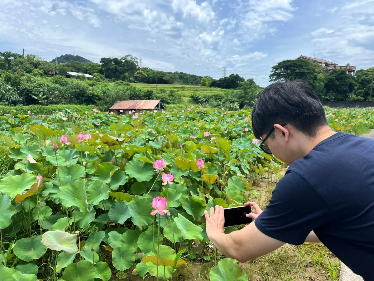盛夏走進金山六三社區　蓮花開了也把田庄風景帶回來