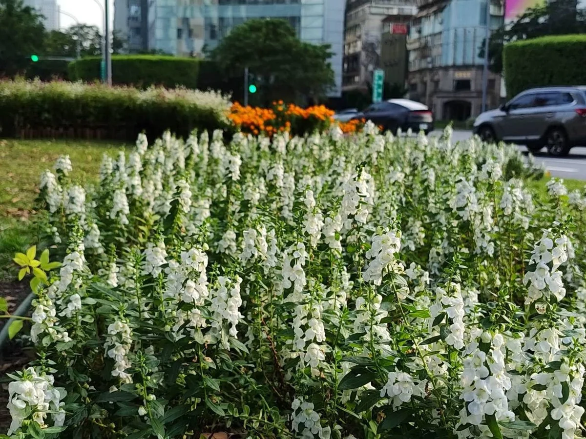 圖片來源：澄傳媒