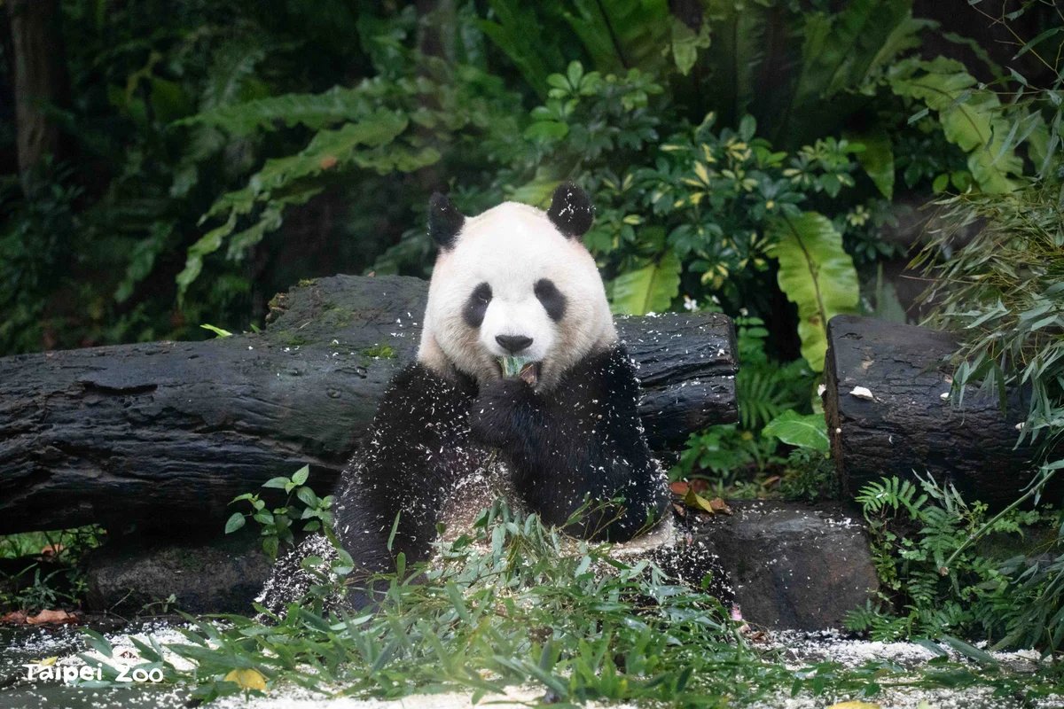 貓熊竹子不是愈多愈好 北市動物園用數據調整每一口