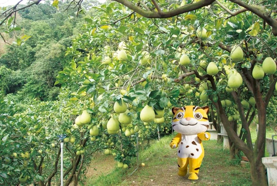 圖片來源：在地新聞