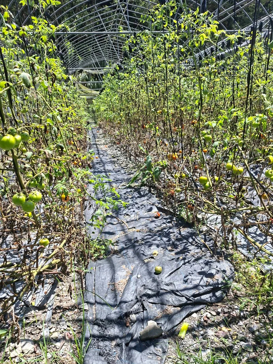 豪雨災損雨後浮現　秀林三項作物受理現金救助