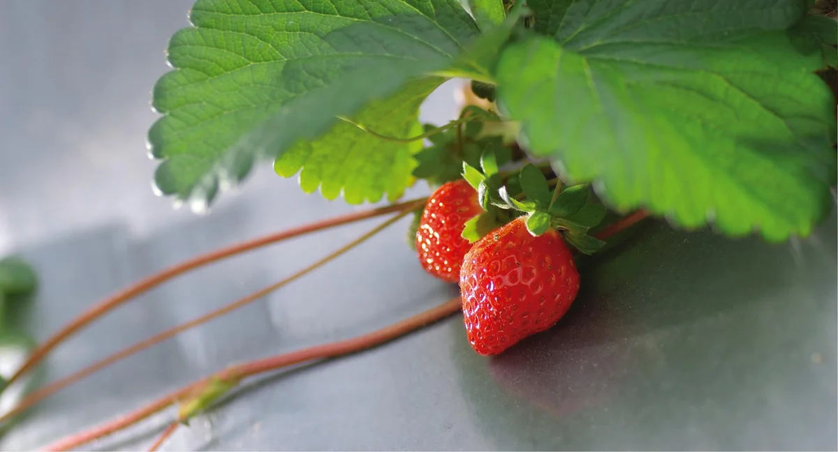大湖草莓季每年12月登場 採果前先看時間與順遊路線