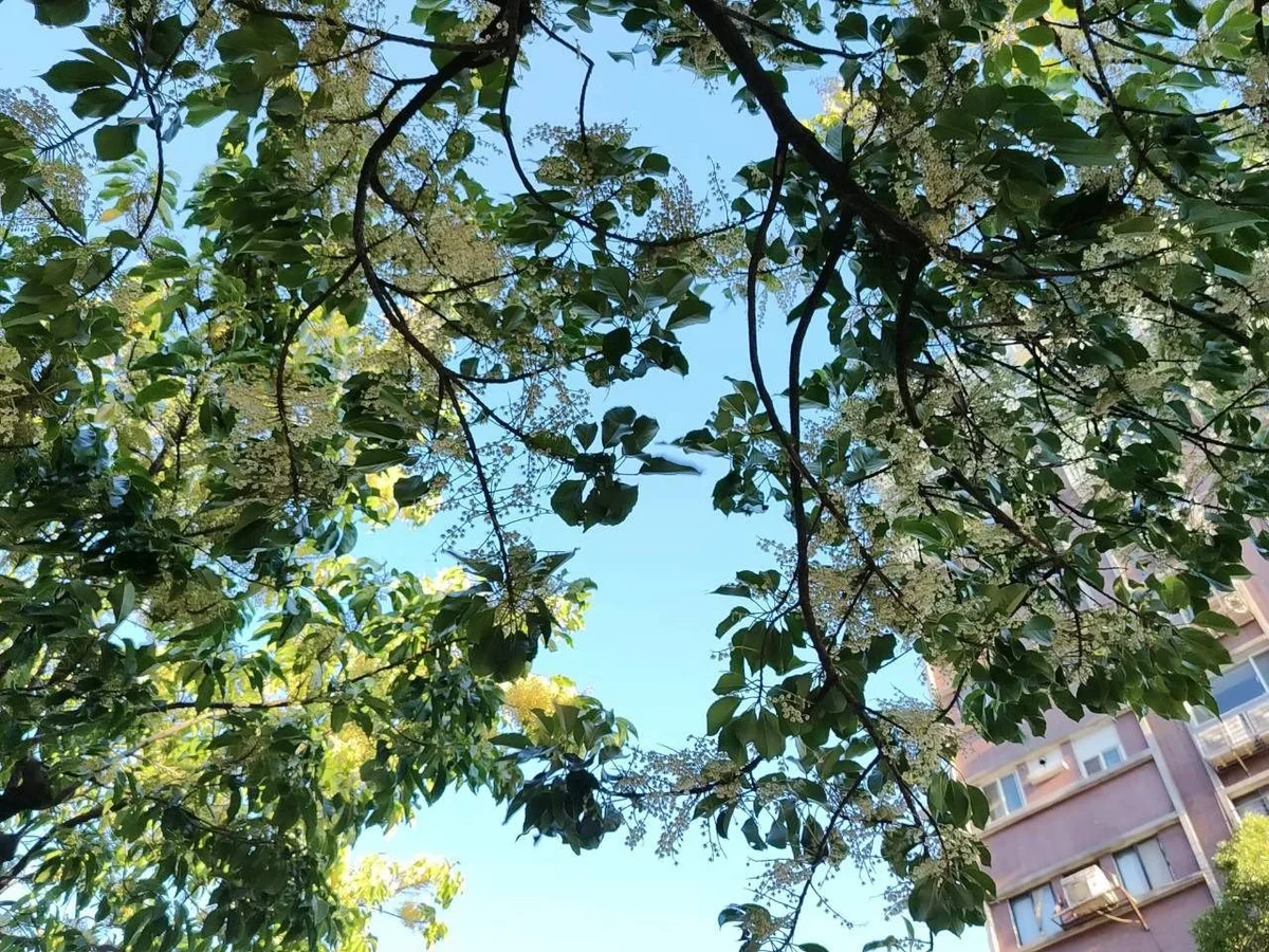 圖片來源：澄傳媒