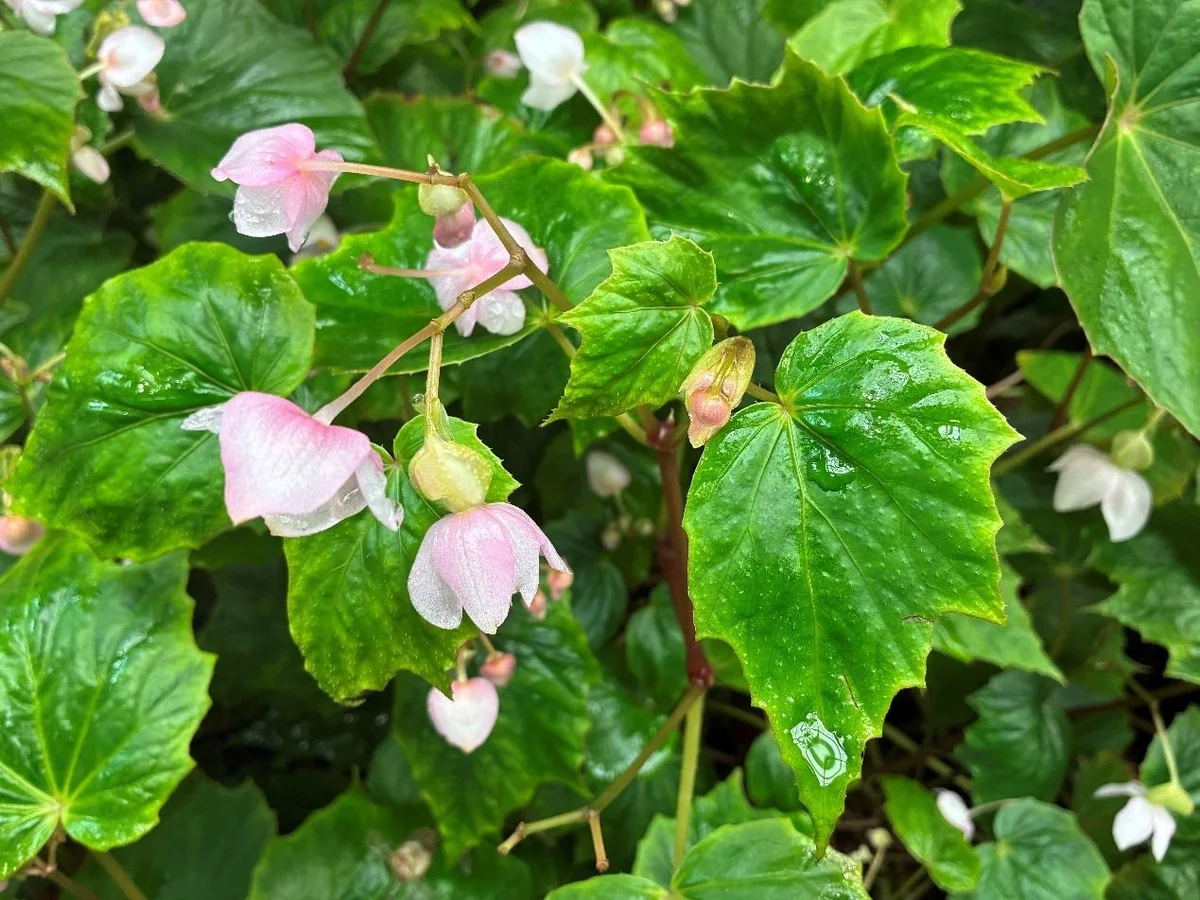 葉上會結果的臺灣青莢葉 典藏植物園看見山林巧思