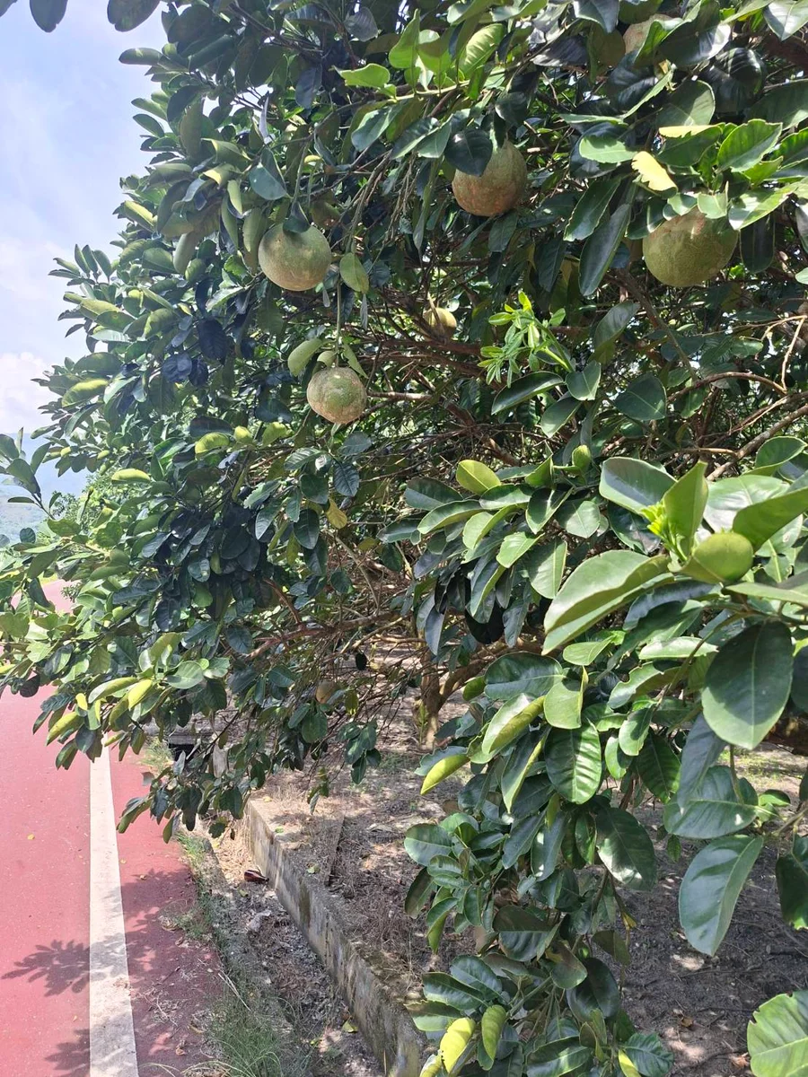 圖片來源:澄傳媒