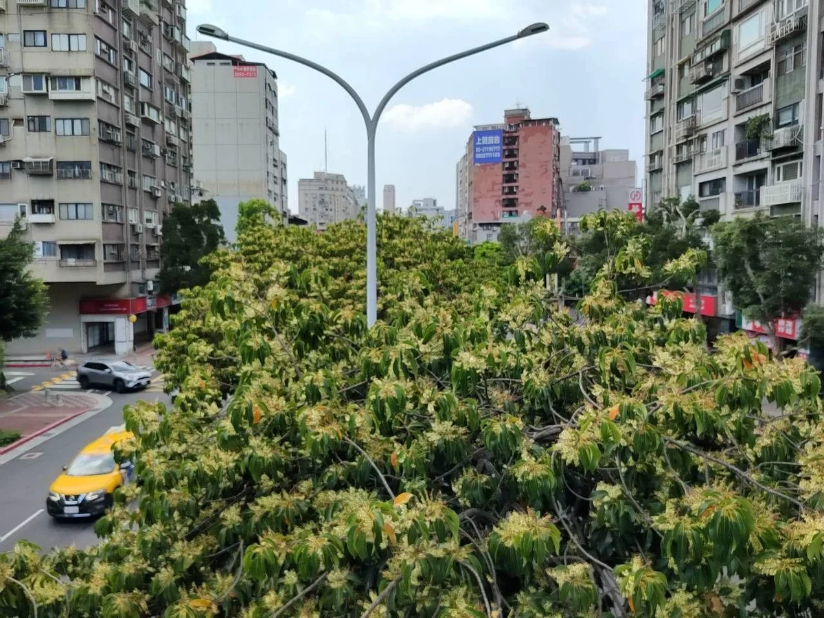 和平東路二段錫蘭橄欖開白花　70株迎來立秋前的街景